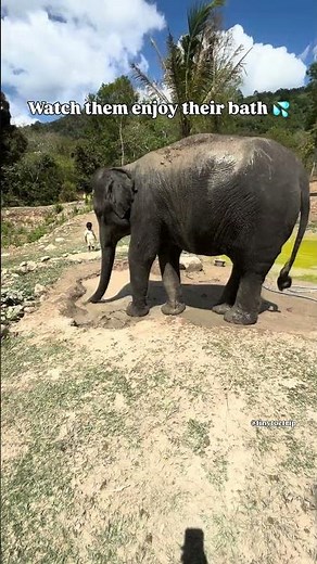 Tonsai Elephant Sanctuary- Ethical Sanctuary | PHUKET | THAILAND