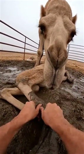 Hands Pulling Strap in a Tight Muddy Camel Pen