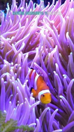 All About Clownfish or Nemo, the Most Popular Fish for Marine Aquariums