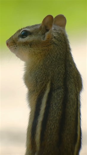 Up-Close & Adorable: Meet This Tiny Chipmunk! 🐿️✨