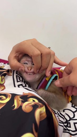 The Daily Life Baby Monkey Sara #monkey #animals #monkeys #wildlife #nature #anima #primate #monkeylove #gorilla #animallovers | Monkey Harry's Family