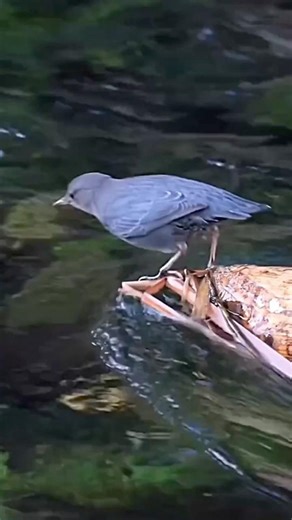 The Bird That Hunts Underwater #youtubeshorts #trendingshorts #shortvideo