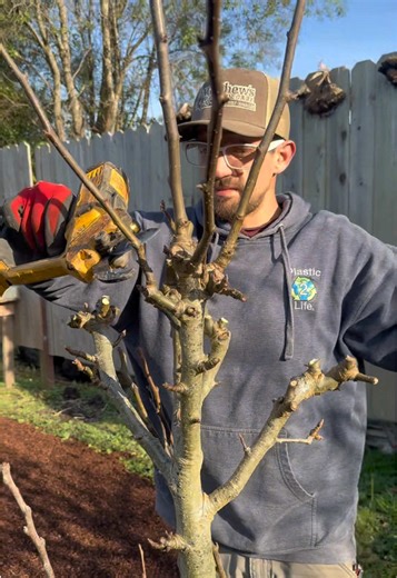Print a Fruit Tree in 60 Seconds
