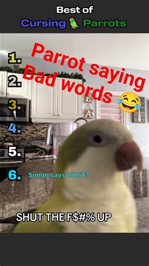 Talking Parrot Curses🦜#funnyvideo #parrot #animals #funnyanimals #short #funnyparrot #talkingparrot
