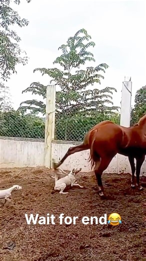 Ghoda😂 #comedy #funnydubbing #funny #funnyindians #animals #funnyanimals #dogs #horse #trending