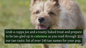 240+ Tan Dog Names For Your Pup