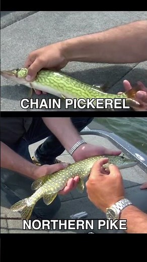 Northern pike or chain pickerel? Both species are common up north and there’s one easy way to ident