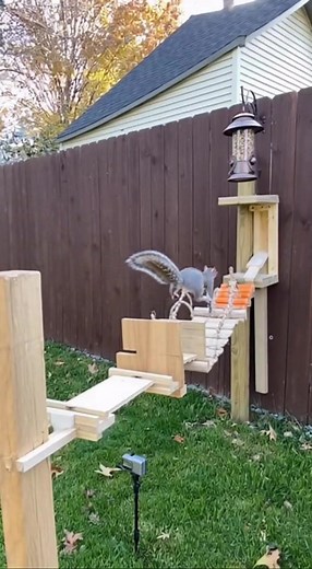 quirrel Navigates Impossible Backyard Obstacle Course #ViralVideo #Trending #TrendingNow #ForYou #FYP #WatchThis #MustSee #Reels #FBReels #contentcreator | TrendAlert Videos | Facebook
