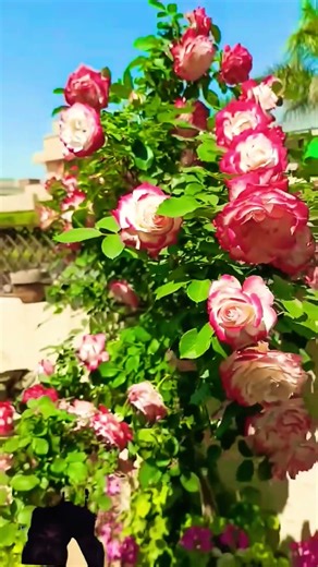 Double delight rose plant fully blooming #davidaustinroses #rosegarden #plantcare #youtubeshorts