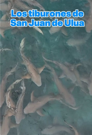 ¿Cómo escapar de un mar de tiburones en Veracruz?