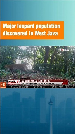 Major Javan Leopard Population Discovered in West Java | Army Expedition Success