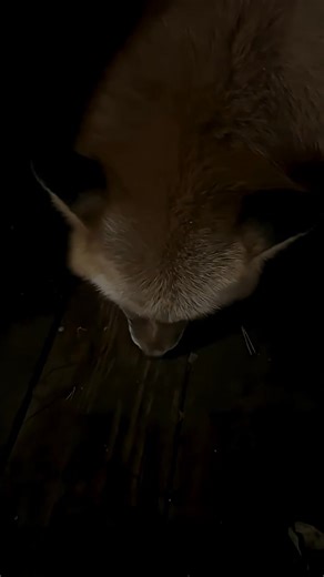 #fox #adorable #cute #animals #alicethefox | Alice the Fox