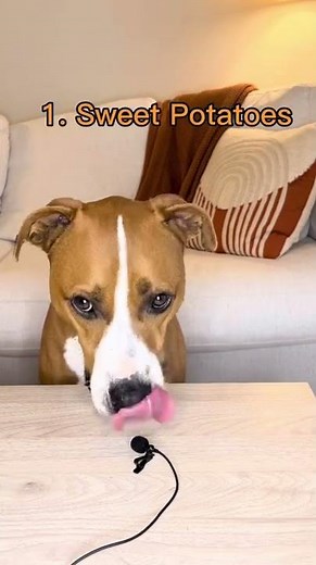 Foods to Settle Your Dogs Upset Stomach