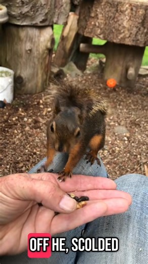 25K views · 690 reactions | New boy in town. Was just hoping he would be brave enough to come down and give me a chance to get the tick off his ear. Got lucky ☺️ | Lovely Chipmunks | Facebook