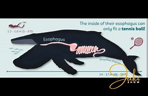 Za chinsomba chija #Nkhani #thejakishow #Malawi | The Jaki Show