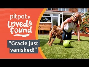 Our puppy vanished | How a PitPat Dog GPS Tracker changed everything