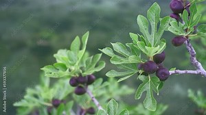 fig tree with ripening figs growing over a mountain stream 4k real-time footage, sustainable agriculture and environmental care Stock Video