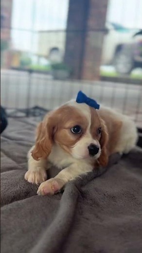 Our 6 Cavachon puppies💛