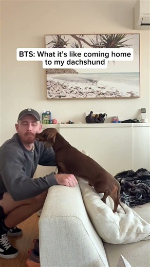 What its like coming home 🥰🥰🥰 #dachshund #puppy #doglove #sausagedog #doglife