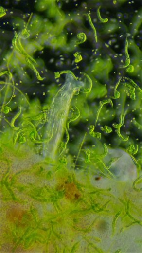 Rotifer surrounded by Euglena. . . . #science #biology #microscopy #rotifer | Science into Images