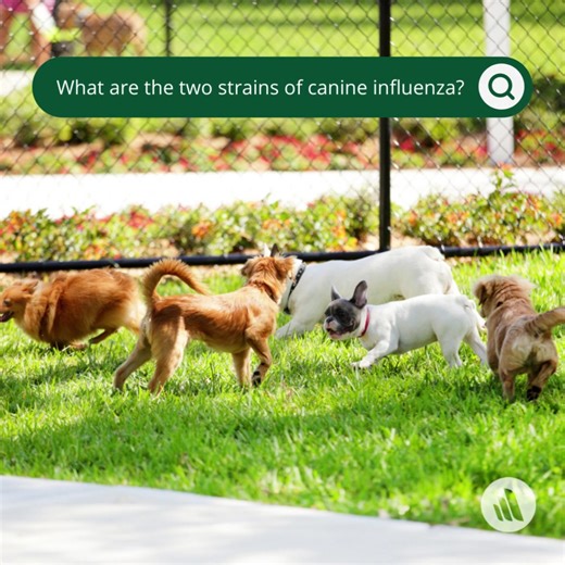 Two strains of the canine influenza virus (CIV) have been identified, H3N8 and H3N2. The H3N8 strain was first identified in the USA in 2004 and had evolved from equine influenza. The H3N2 strain was identified as originating from Asia as an Asian avian influenza. An outbreak of H3N2 was identified in Chicago in 2015. Learn more: https://mrkmnls.co/42tspCx | The Merck Veterinary Manual