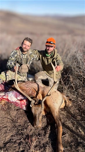 Colorado 3rd Season Elk Hunting #elkhunting #hunting #colorado #huntingguide