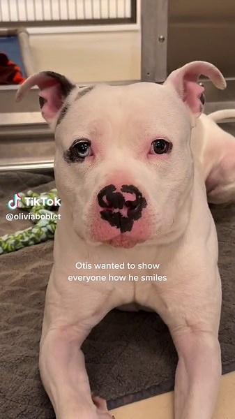 Dont look here look at Otis ! | jay modern family