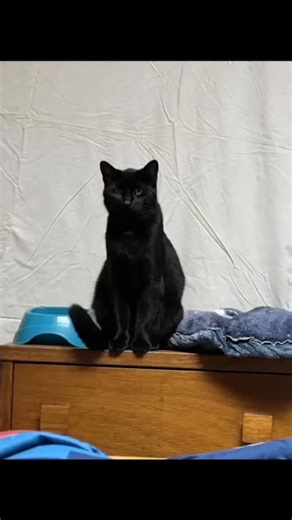 Im so Hip Hop even my cat got bars😂 | Mud Farmer