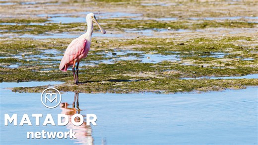 Celebrate the Best Nature, Food, and Culture Fort Myers, Florida, Has to Offer