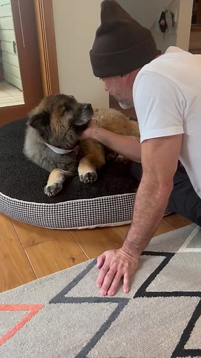 Understanding Bert: The Chow Chow Family Connection