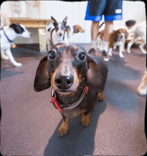 Dog Daycare - Party Inside-Potty Outside at Healthy Hound!