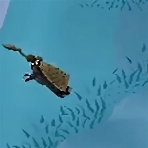 Maktivity OSRS on Instagram: "Fairy Rings #osrs #oldschoolrunescape #runescape"