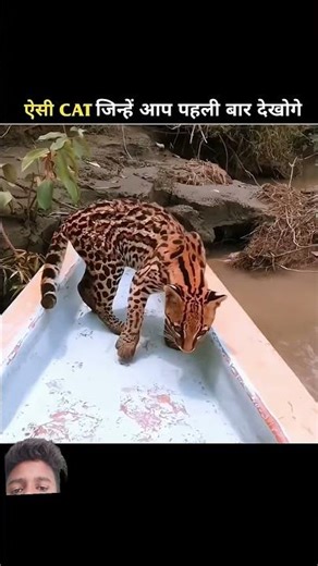 teen amazing Billi #facts #viral #animals #billi #shorts