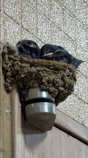「あれ？今朝は2羽だけ…もう1羽はどこへ？【ツバメ観察】」