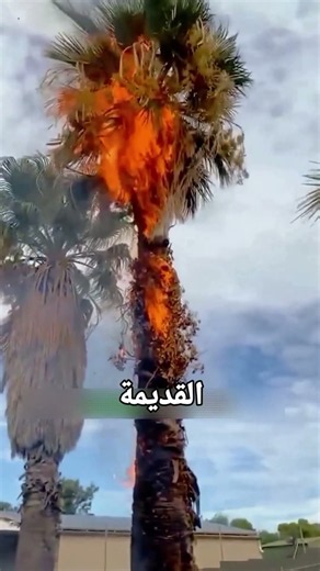 السر وراء إحراق شجر جوز الهند السليم #زراعة