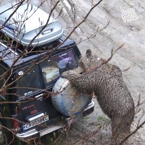 Camping? What could possibly go wrong?! 😂 | This is Happening Daily