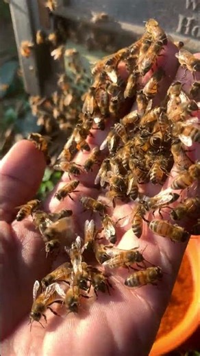 Colorful Pollen Carriers 🐝 | Worker Bees in Action