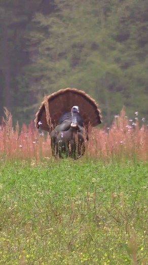 🦃Turkey season is here!🦃 Turkeys are fascinating creatures, especially when it comes to their gobbling behavior and how they attract female turkeys, known as hens. The gobble, the iconic sound of male turkeys, serves multiple purposes in the wild. Firstly, gobbling is primarily a way for male turkeys, or toms, to establish dominance and attract females. During the spring mating season, known as the “spring strut” or “turkey strut,” toms use their gobbles to announce their presence and prowess.