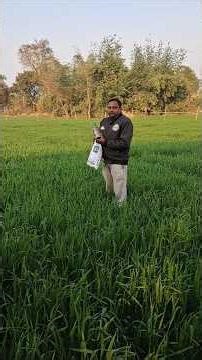 How to Grow High-Yield Organic Wheat ! #organicfarming #wheatfarming #khetibadi #organic
