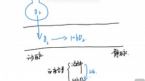 一氧化碳CO 中度对动脉血氧分压和静脉血氧分压的影响