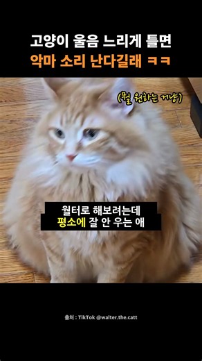 고양이 울음을 느리게 틀면 악마 소리 난다길래 해봤더니 ㅋㅋ