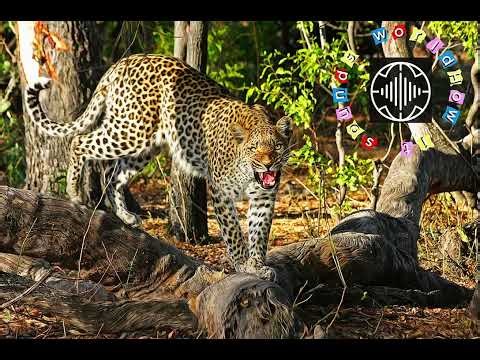 What does a leopard sound like? | Real leopard sound