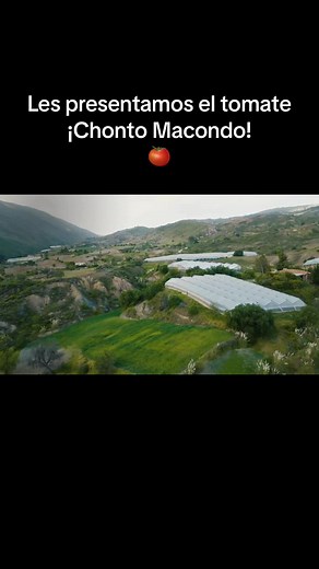Tomate Chonto Macondo: La Joya de la Agricultura Colombiana