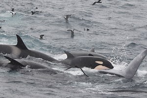 Moment six killer orcas slaughter and devour a massive 60ft blue whale