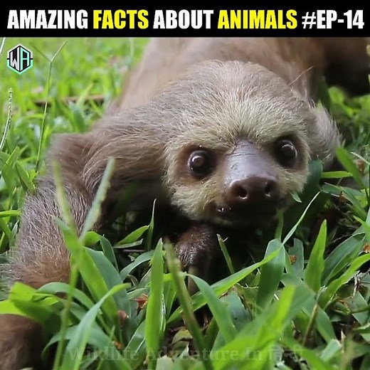 🤯 AMAZING FACTS ABOUT ANIMALS | EP-14 : Wildlife Adventure In हिन्दी | #shorts #animals #wildlife