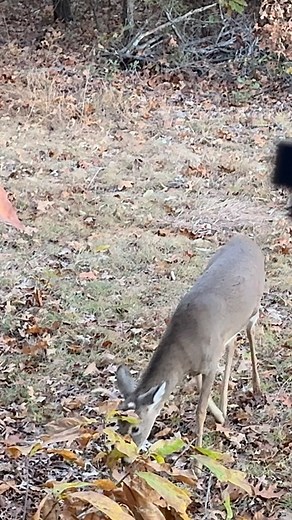 1 stick high with enough cover will do the trick 👍 #thecedarridgechronicles #deer #hunting #fblifestyle | The Cedar Ridge Chronicles