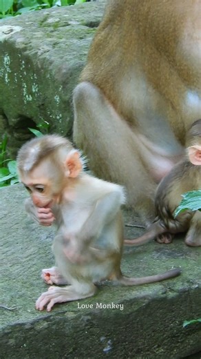 They are soo cute!! | Love Monkey