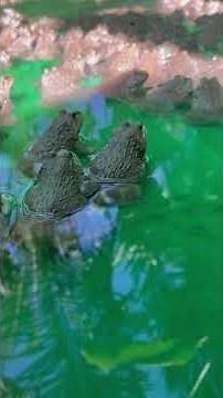 #frogs 🐸 #animal #nature #wildlife