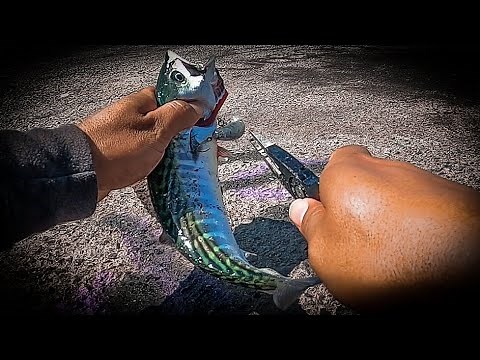 Bonito / Bonita Fishing off Jetty Long Beach underwater footage