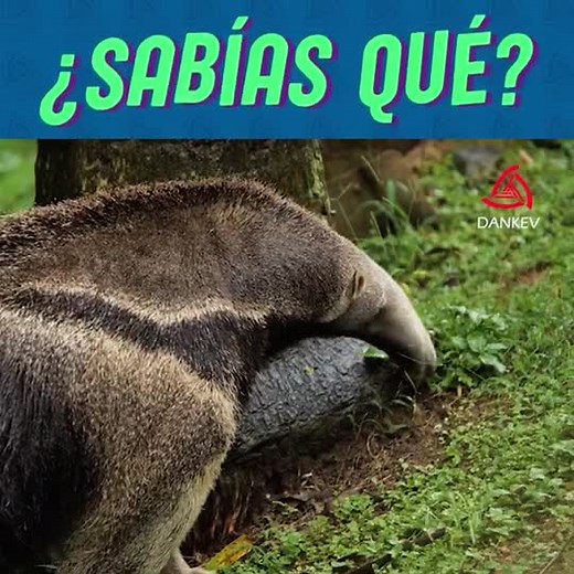 ¡Increíbles Datos sobre las Hormigas y su Vida!